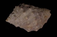 藏品(金絲岩螺)的圖片